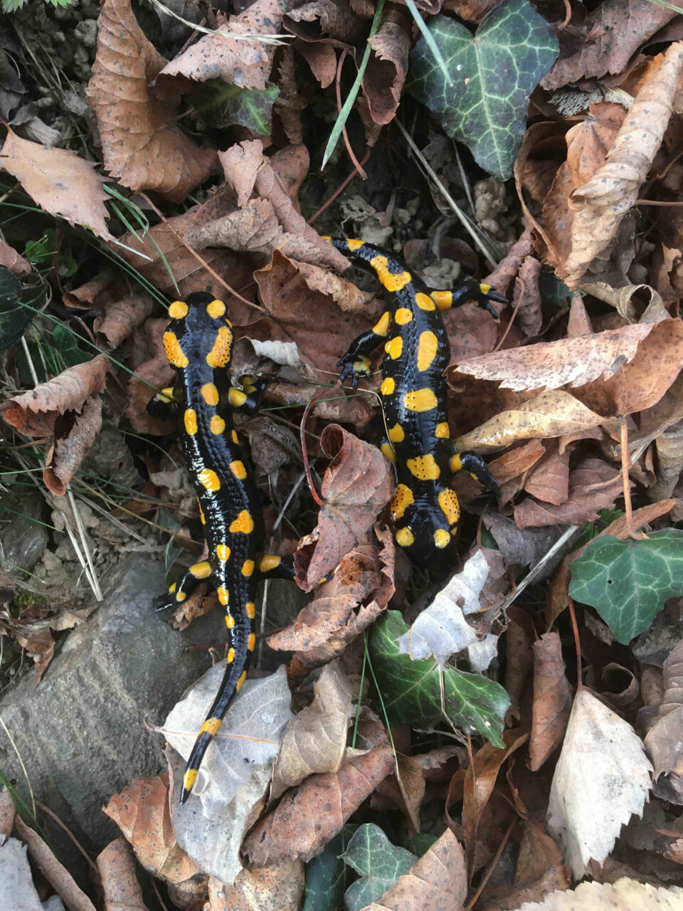 salamandre